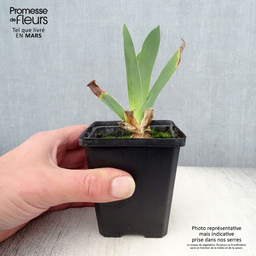 Spécimen de Iris germanica Edith Wolford - Iris des jardins Rhizome tel que livré au printemps