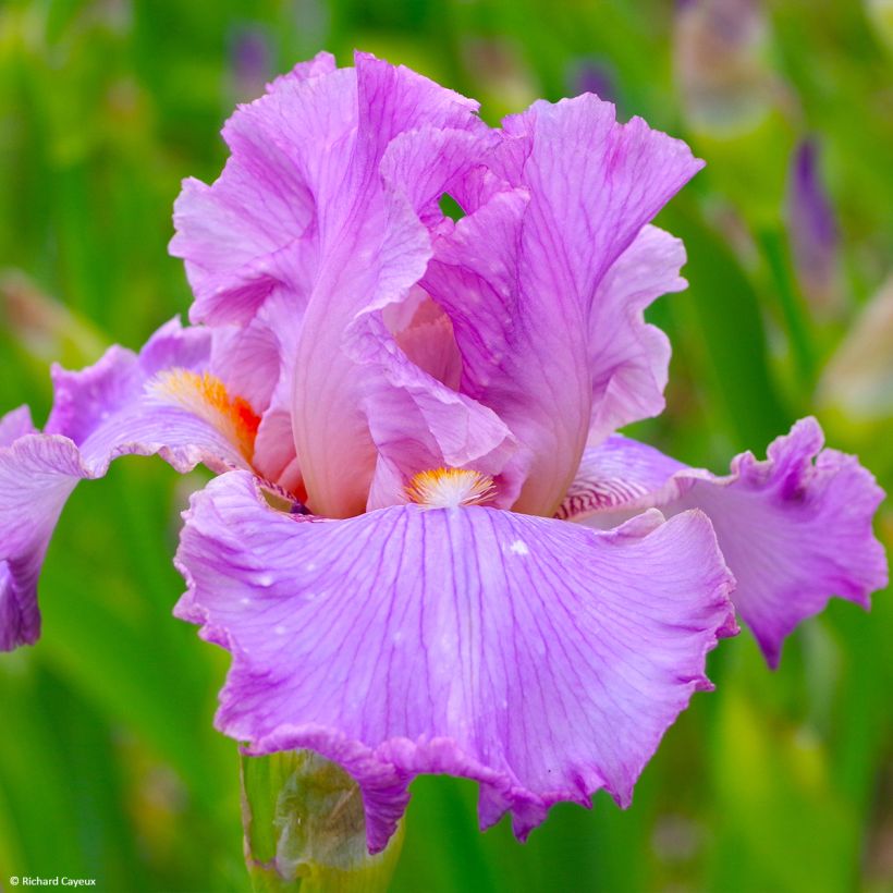 Iris germanica Effrontée - Grand Iris des Jardins (Floraison)