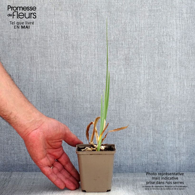 Spécimen de Iris germanica En Ebullition - Iris de Bordure Rhizome, Calibre 10/15, qualité extra tel que livré au printemps
