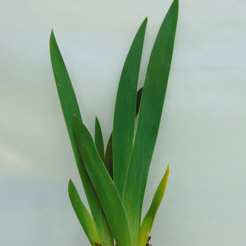 Iris germanica English Charm - Iris des jardins remontant (Feuillage)