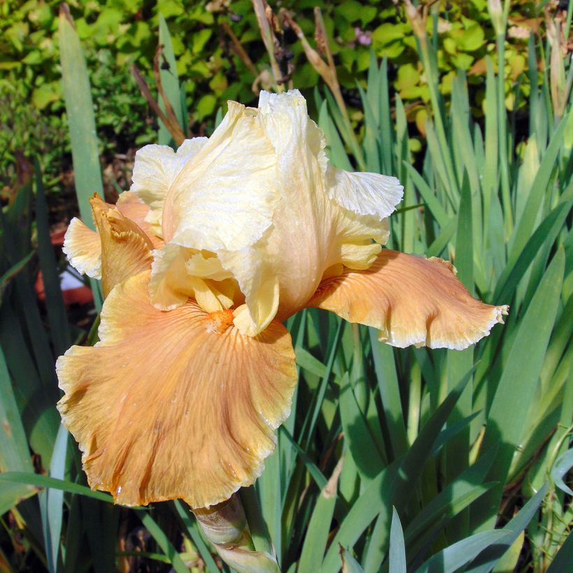 Iris germanica English Charm - Iris des jardins remontant (Floraison)