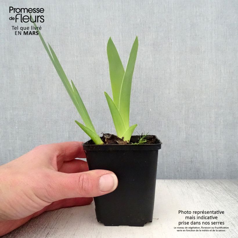 Spécimen de Iris germanica English Charm - Iris des jardins remontant Rhizome tel que livré au printemps