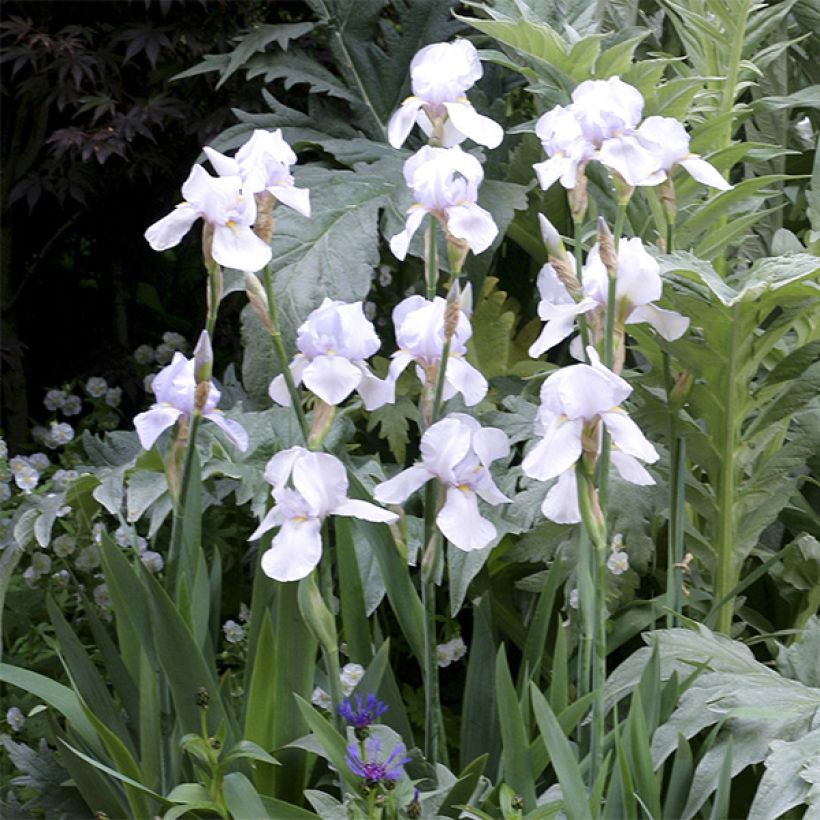 Iris germanica English cottage - Iris des jardins remontant (Floraison)