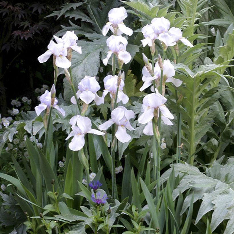 Iris germanica English cottage - Iris des jardins remontant (Port)