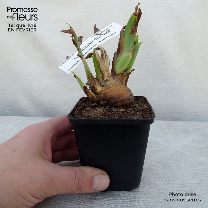 Spécimen de Iris germanica English cottage - Iris des jardins remontant Godet de 8/9 cm tel que livré en hiver