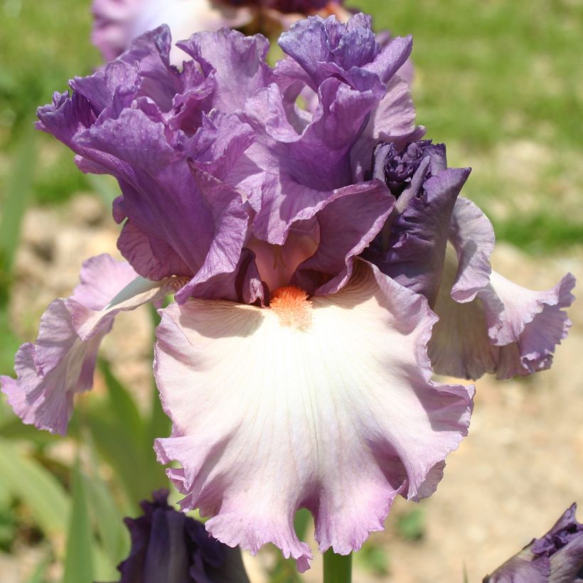 Iris germanica Fashion Statement (Floraison)