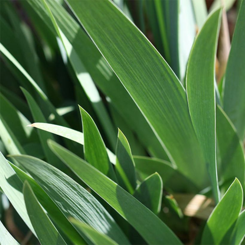 Iris germanica Firestorm - Iris des Jardins lilliput (Feuillage)