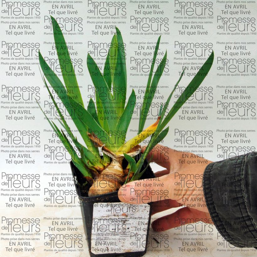 Exemple de spécimen de Iris germanica Firestorm - Iris des Jardins lilliput Rhizome tel que livré