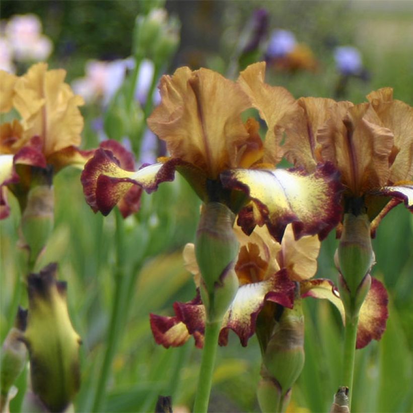 Iris germanica Flamenco - Burgundy Brown - Iris des Jardins (Floraison)