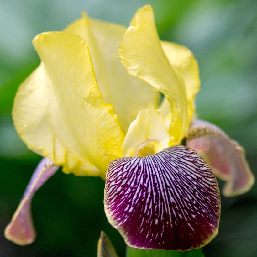 Iris germanica Flaming Dragon - Grand iris des jardins (Floraison)