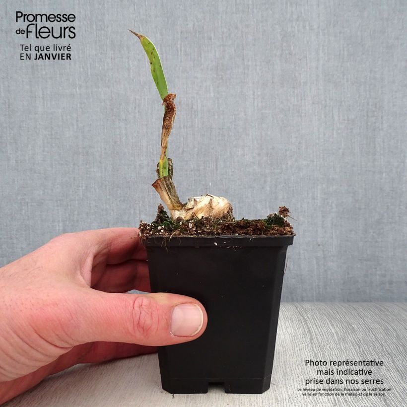 Spécimen de Iris germanica Frappé - Iris des Jardins remontant Rhizome ou godet tel que livré en hiver