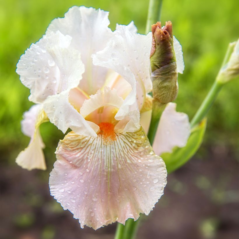 Iris germanica Frappé - Iris des Jardins remontant (Floraison)