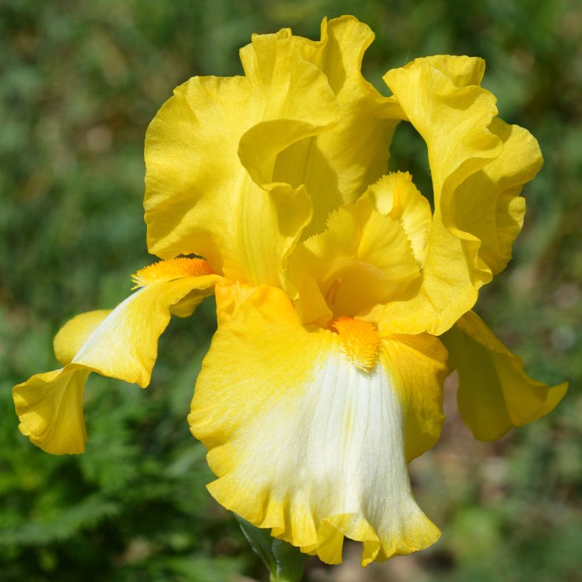 Iris germanica Fringe of Gold - Iris des Jardins (Floraison)