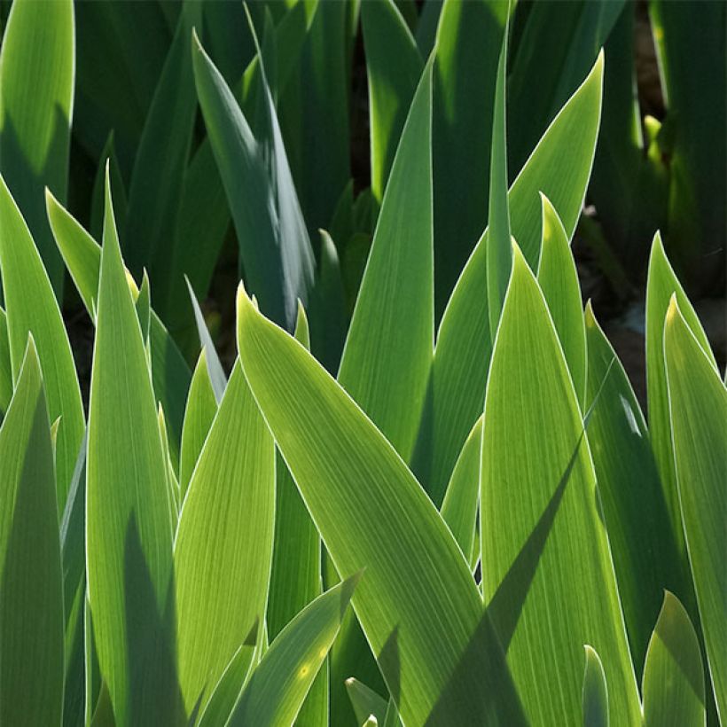 Iris germanica Frisk Me - Iris des Jardins Lilliput (Feuillage)