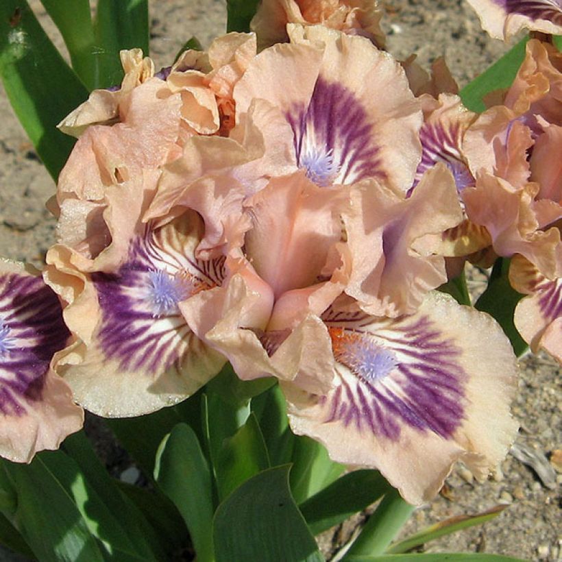 Iris germanica Frisk Me - Iris des Jardins Lilliput (Floraison)