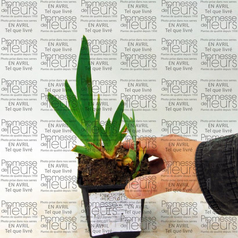 Exemple de spécimen de Iris germanica Frisk Me - Iris des Jardins Lilliput Rhizome ou godet tel que livré