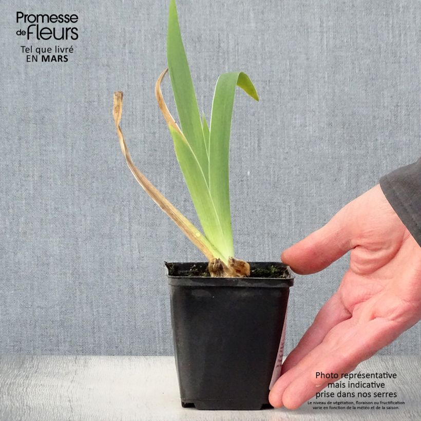 Spécimen de Iris germanica Frison-Roche - Grand Iris des Jardins Rhizome, Calibre 10/15, qualité extra tel que livré au printemps