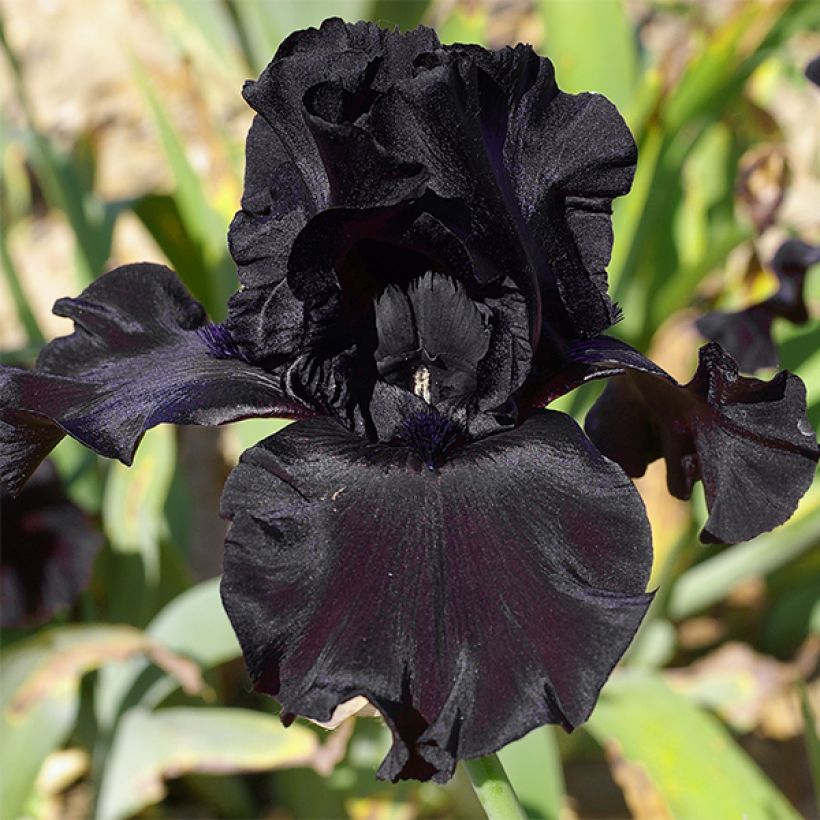 Iris germanica Ghost Train - Iris des Jardins (Floraison)