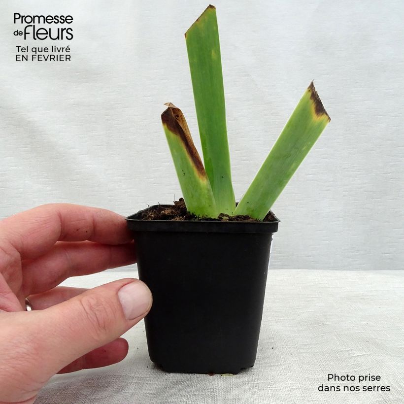 Spécimen de Iris germanica Ghost Train - Iris des Jardins - Rhizome, Calibre 10/15, qualité extra tel que livré en hiver