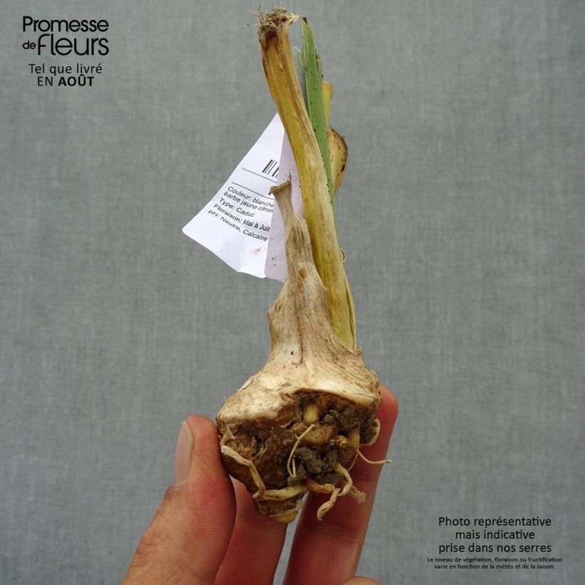Spécimen de Iris germanica Glacier - Iris des Jardins  Rhizome ou en Godet tel que livré en été