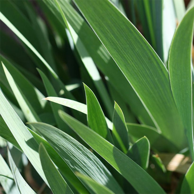 Iris germanica Going My Way - Iris des Jardins (Feuillage)