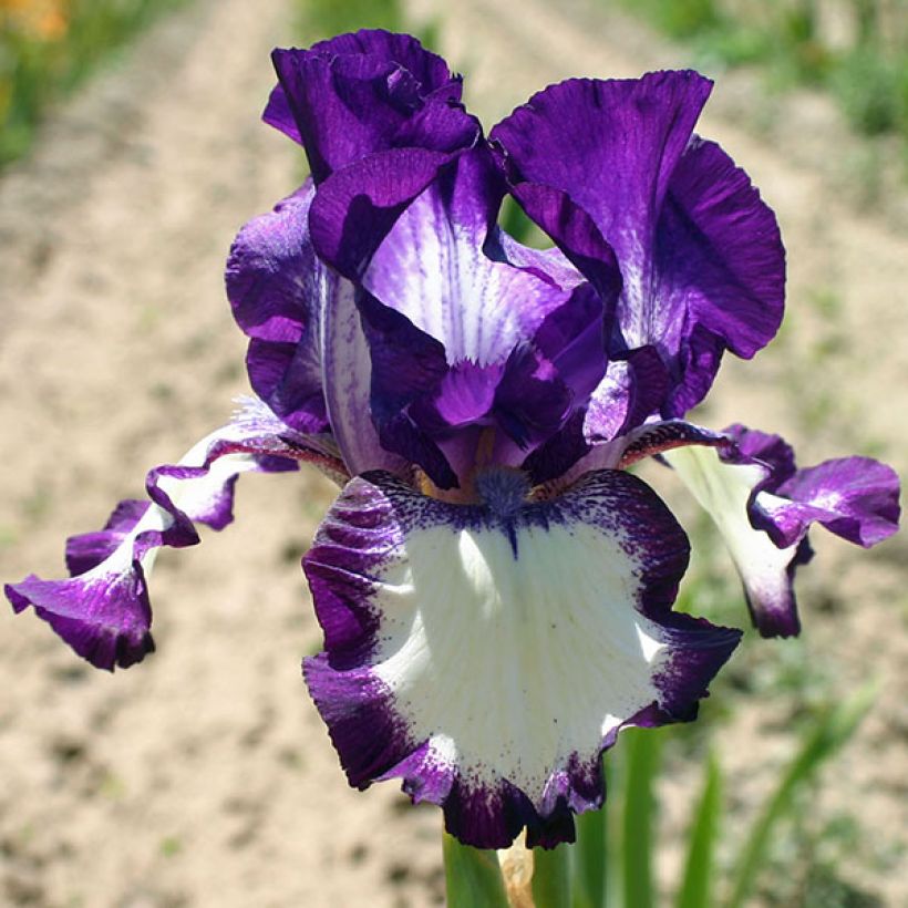 Iris germanica Going My Way - Iris des Jardins (Floraison)