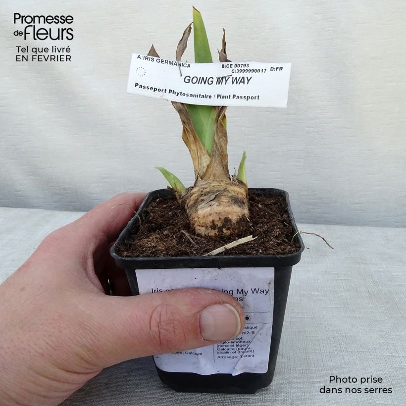 Spécimen de Iris germanica Going My Way - Iris des Jardins Rhizome tel que livré en hiver