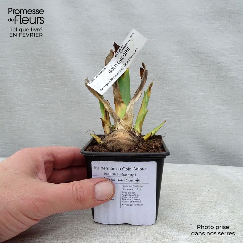 Spécimen de Iris germanica Gold Galore Godet de 8/9 cm tel que livré en hiver