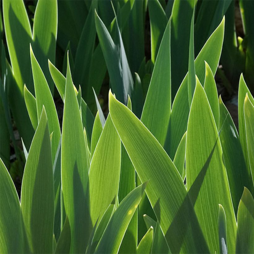 Iris germanica Good Show - Iris des Jardins (Feuillage)