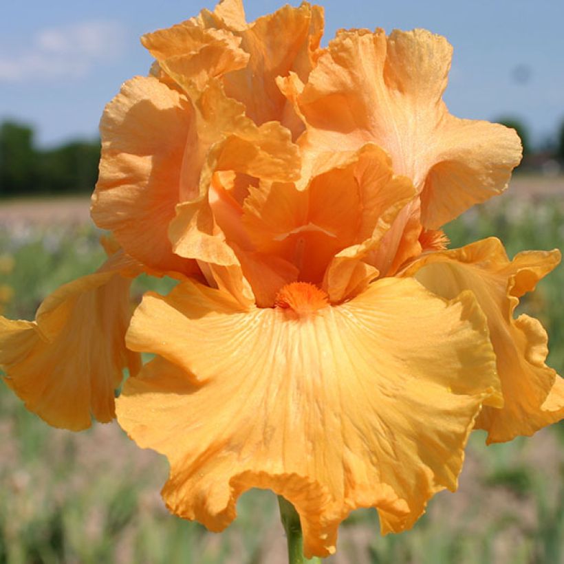 Iris germanica Good Show - Iris des Jardins (Floraison)