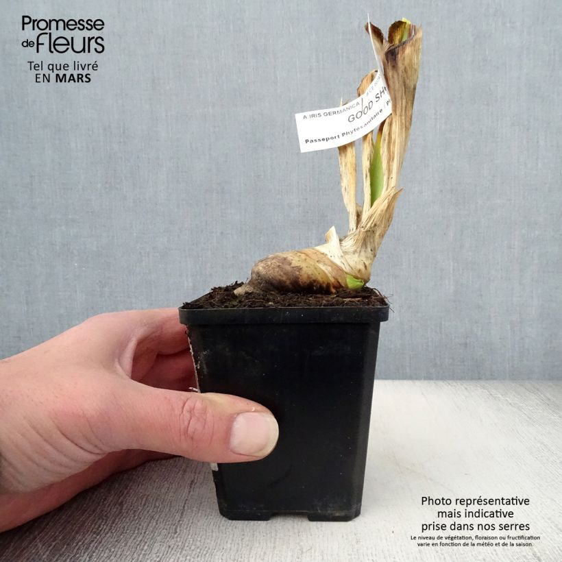 Spécimen de Iris germanica Good Show - Iris des Jardins Rhizome tel que livré au printemps