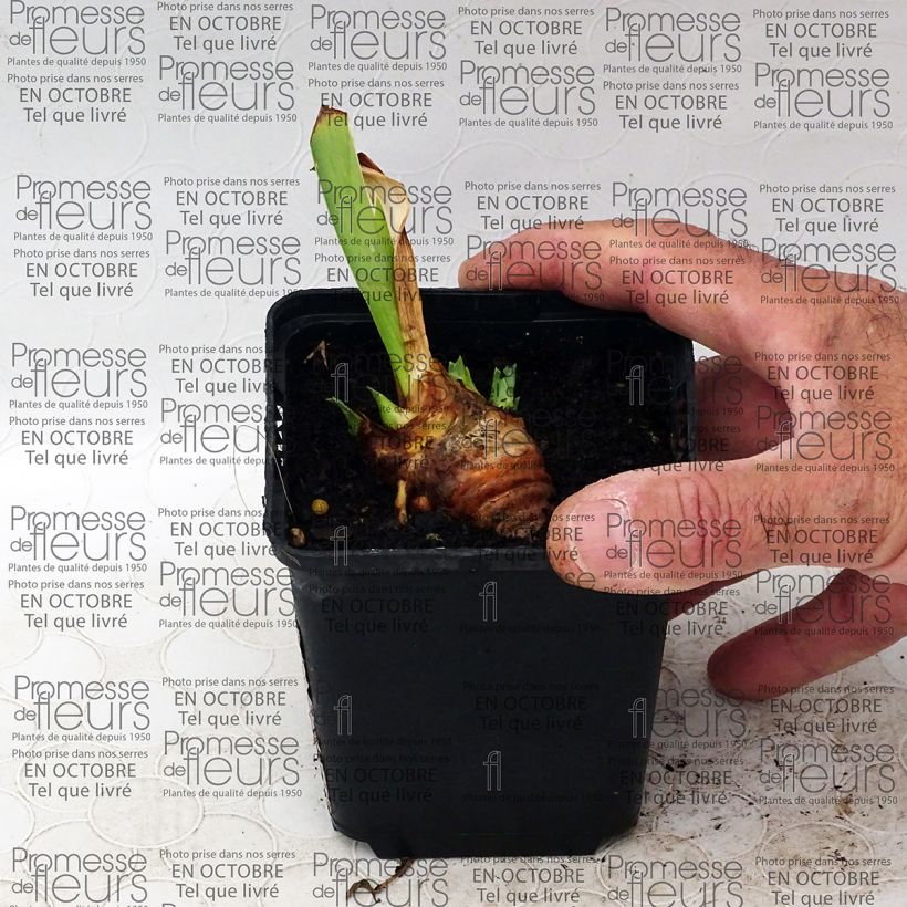 Exemple de spécimen de Iris germanica Gracchus - Iris des Jardins remontant Rhizome ou godet tel que livré