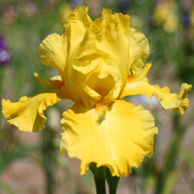 Iris germanica Grand Canari - Iris des Jardins (Floraison)