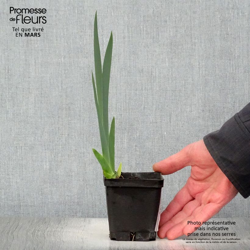 Spécimen de Iris germanica Grand Canari - Iris des Jardins Rhizome, Calibre 10/15, qualité extra tel que livré au printemps