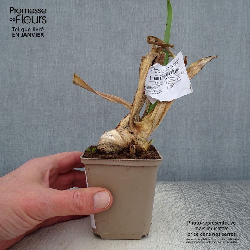 Spécimen de Iris germanica Haute Savoie - Grand Iris des Jardins Rhizome, Calibre 10/15, qualité extra tel que livré en hiver