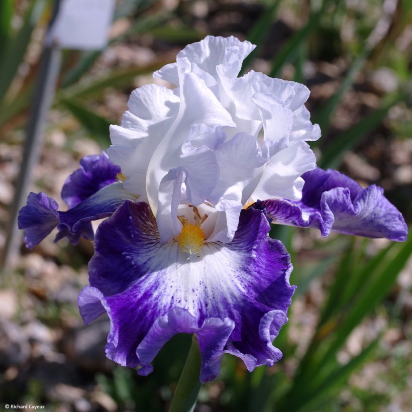 Iris germanica Haute Savoie - Grand Iris des Jardins (Floraison)