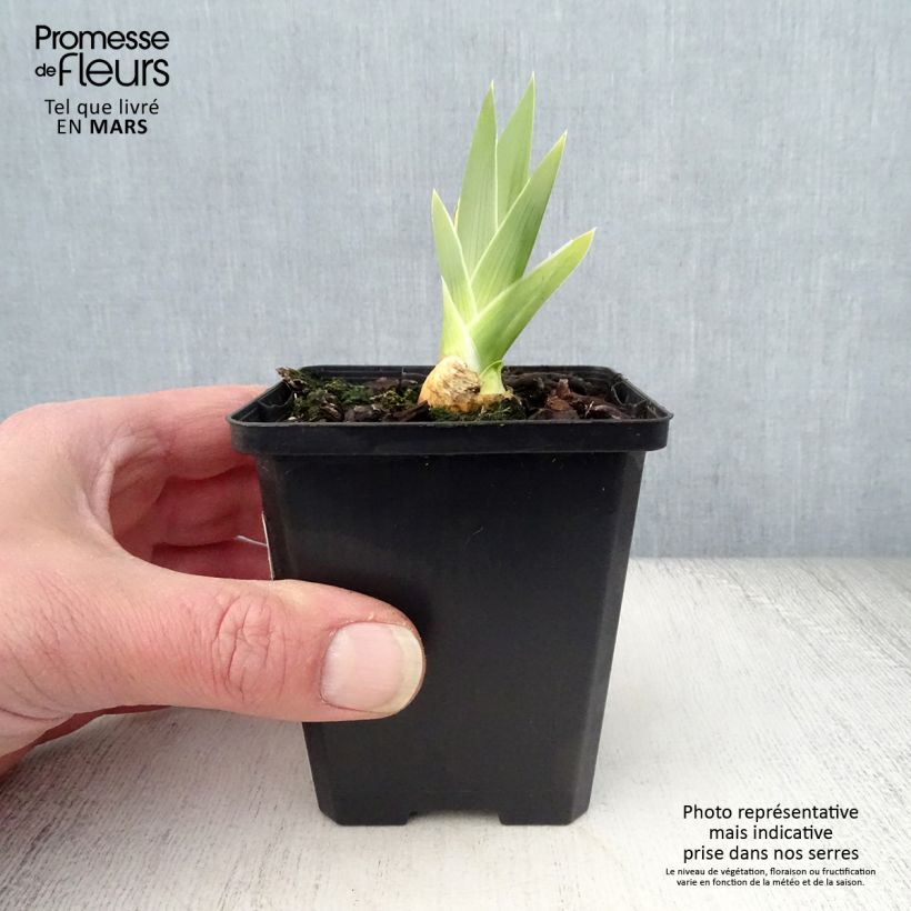 Spécimen de Iris germanica High Stakes - Iris des Jardins Rhizome tel que livré au printemps