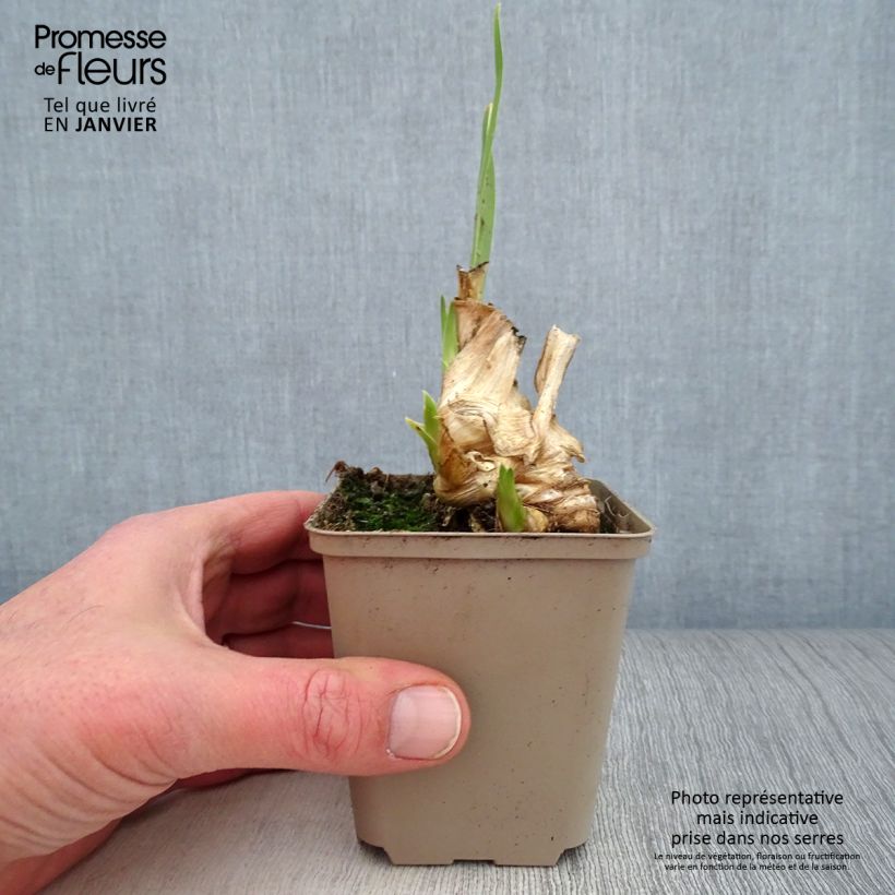 Spécimen de Iris germanica Hissy Fit - Iris des Jardins intermédiaire Godet de 8/9 cm, Calibre 4/6 tel que livré en hiver