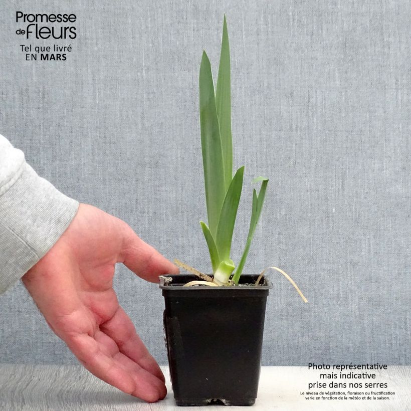 Spécimen de Iris germanica Hysteria - Iris des Jardins Rhizome ou godet tel que livré au printemps