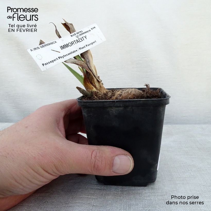 Spécimen de Iris germanica Immortality - Iris des Jardins Godet de 8/9 cm, Calibre 4/6 tel que livré en hiver