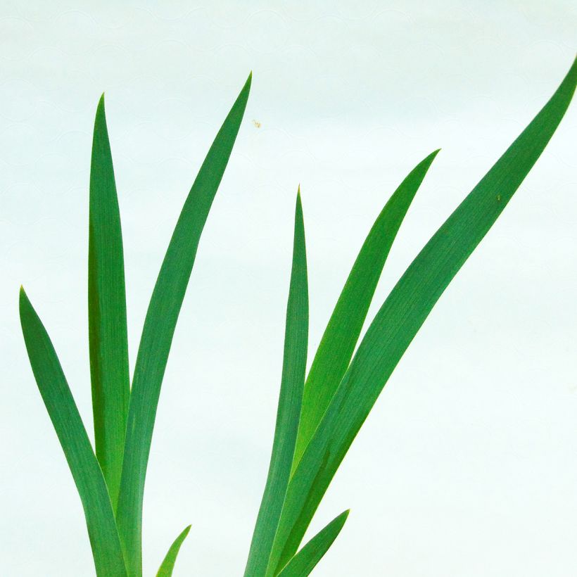 Iris germanica Impressionist (Feuillage)