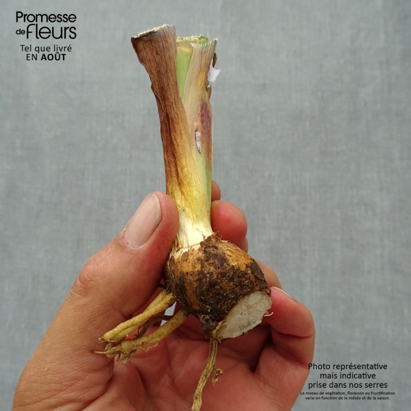 Spécimen de Iris germanica Inferno - Iris des Jardins  Godet de 8/9 cm tel que livré en été
