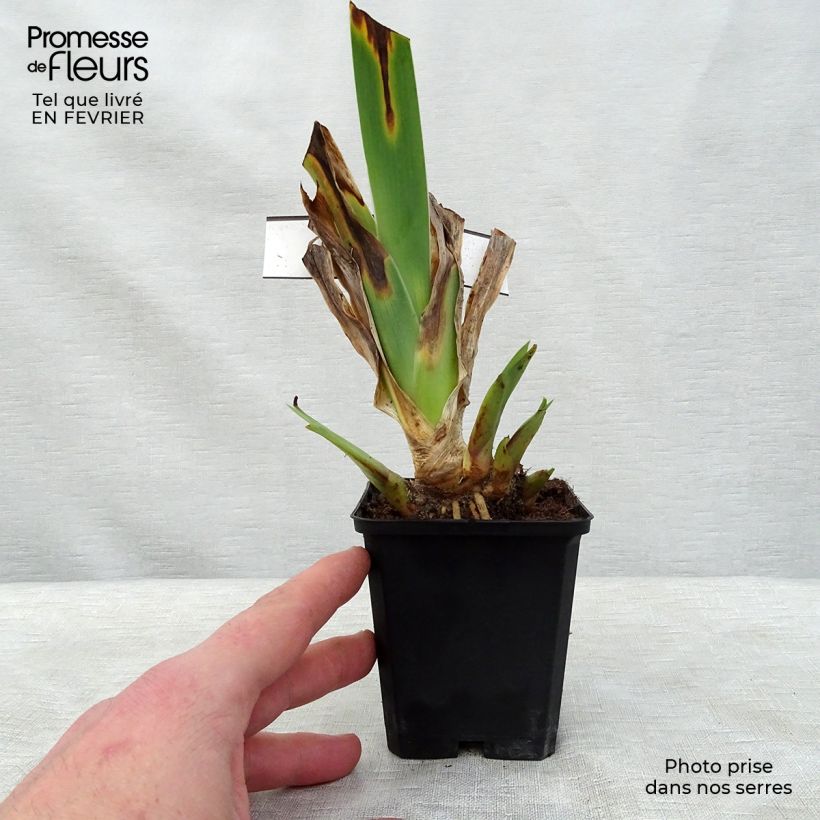Spécimen de Iris germanica Innocent Star - Iris des Jardins remontant. Godet de 8/9 cm tel que livré en hiver