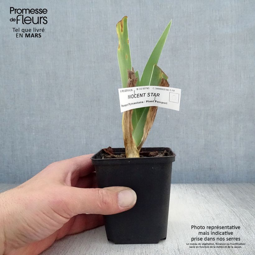 Spécimen de Iris germanica Innocent Star - Iris des Jardins remontant. Rhizome tel que livré au printemps