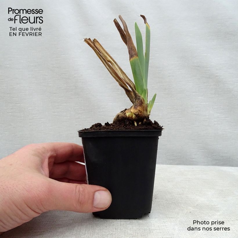 Spécimen de Iris germanica Irisades - Iris des Jardins tel que livré en hiver
