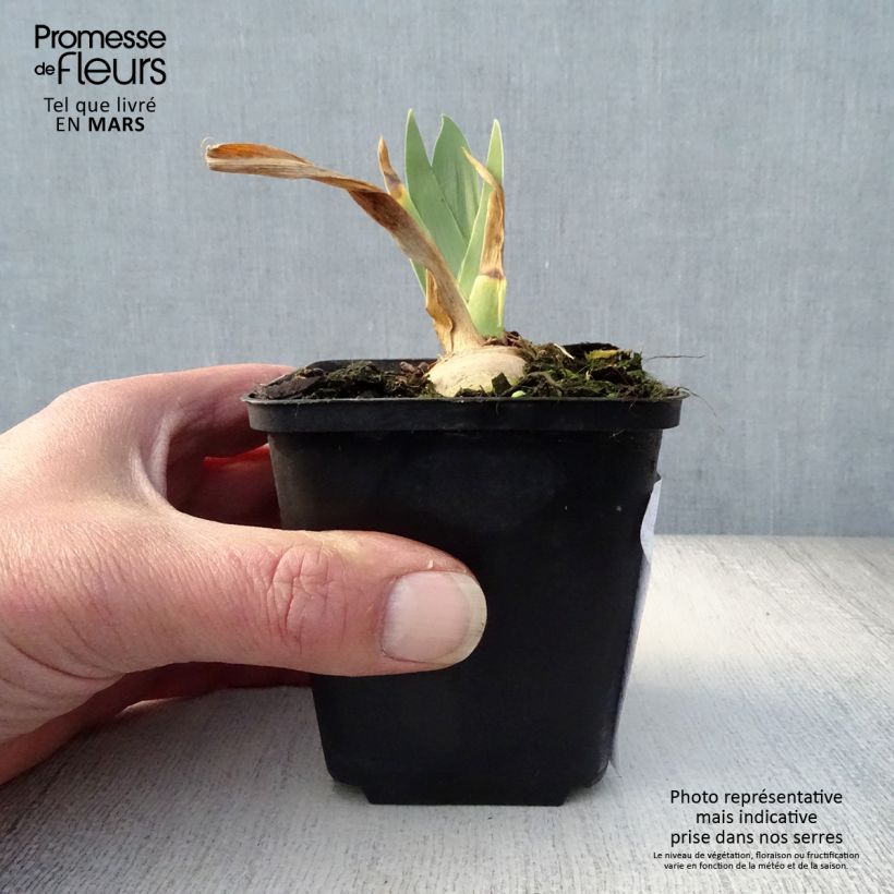 Spécimen de Iris germanica Irisades - Iris des Jardins - Rhizome, Calibre 10/15, qualité extra tel que livré au printemps