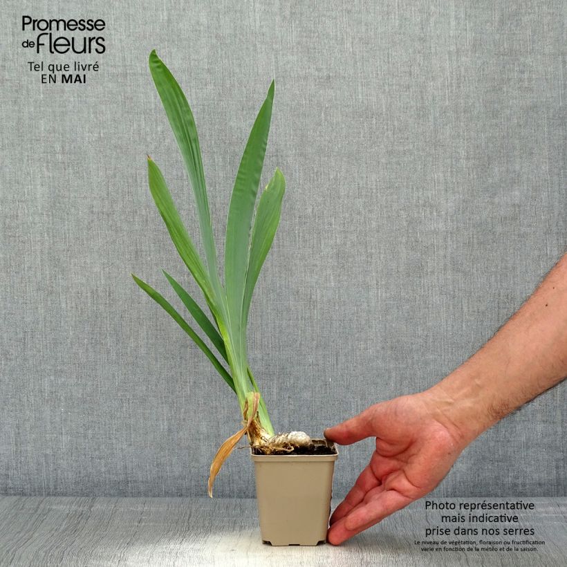 Spécimen de Iris germanica Je Vole - Iris des Jardins Rhizome, Calibre 10/15, qualité extra tel que livré au printemps