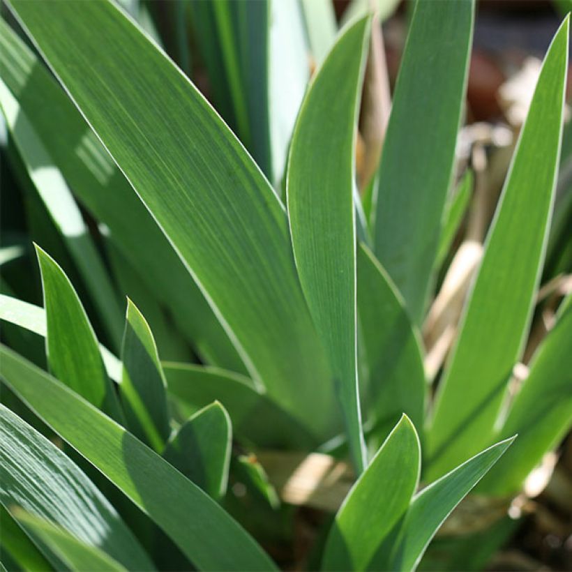 Iris germanica Katy Petts - Iris des Jardins Lilliput (Feuillage)