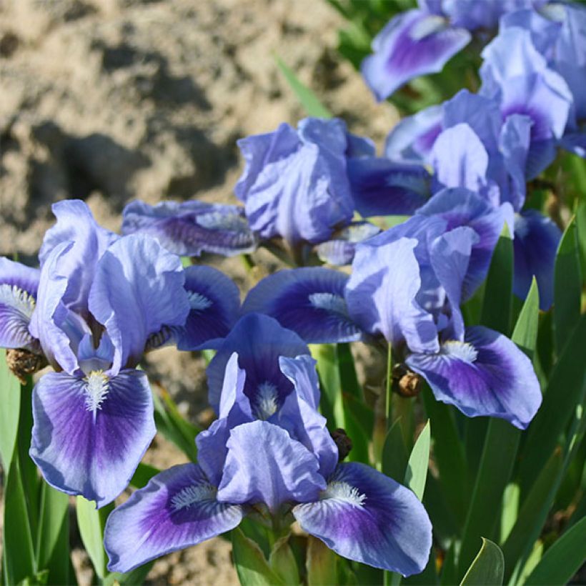 Iris germanica Katy Petts - Iris des Jardins Lilliput (Floraison)