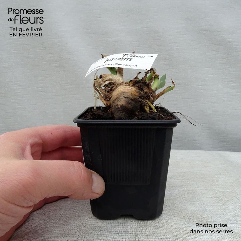 Spécimen de Iris germanica Katy Petts - Iris des Jardins Lilliput Rhizome tel que livré en hiver